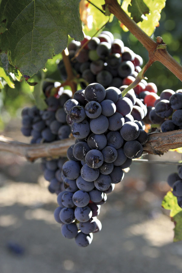 Wein