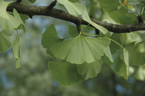 ginko gegen alzheimer-Krankheit?