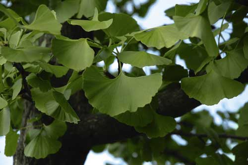 Ginkgo-Tee gesundheitssch&auml;dlich