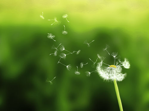 Pusteblume