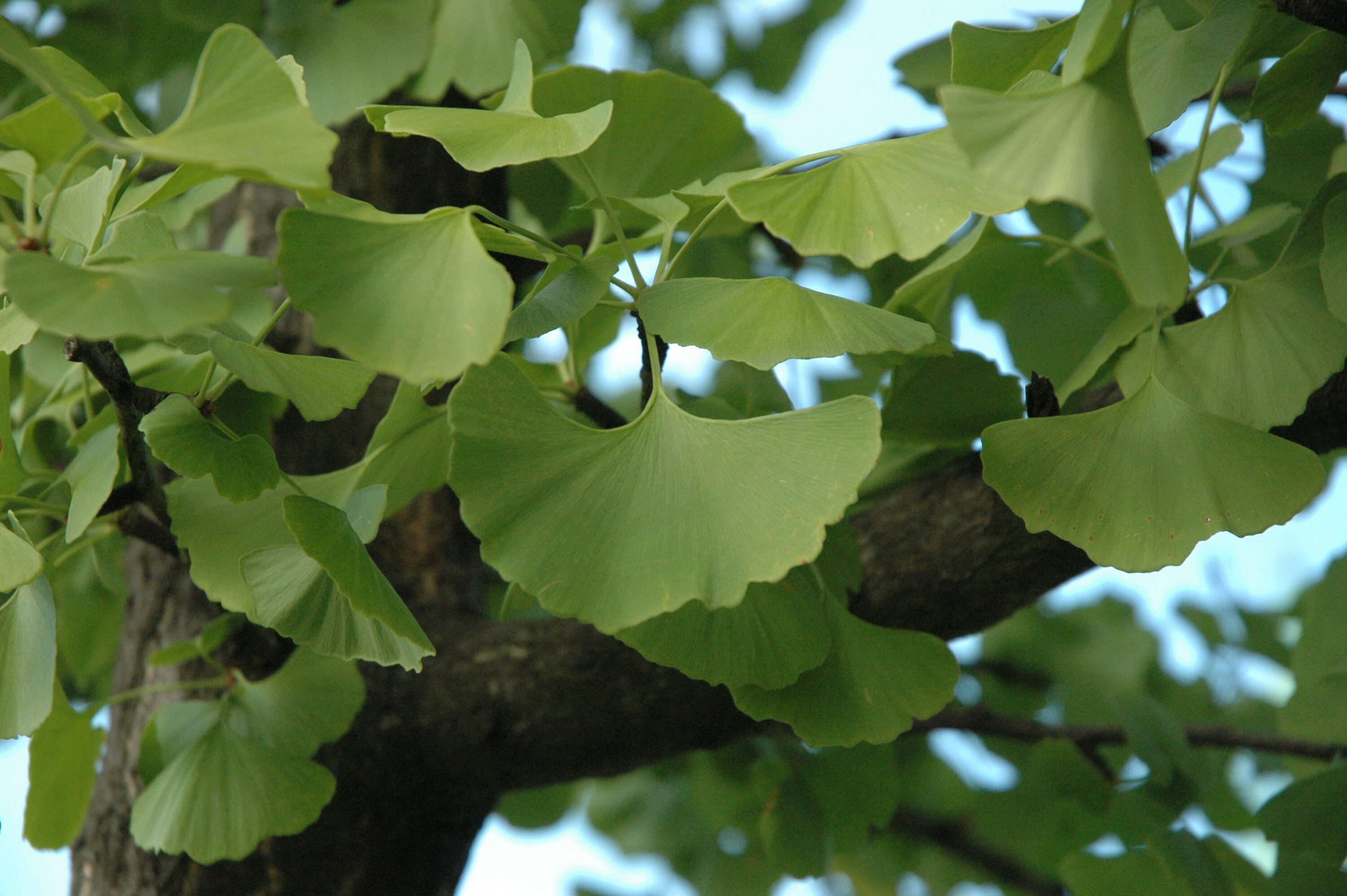 Ginkgo Keine Hilfe bei Tinnitus Gute Pillen Schlechte Pillen