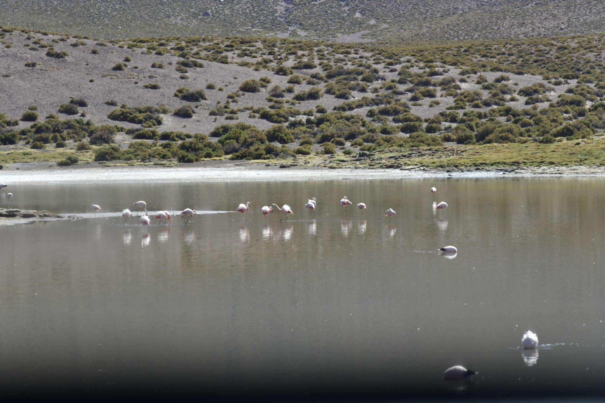 Eine Gruppe von Flamingos stehen in einem flachen Gewässer.