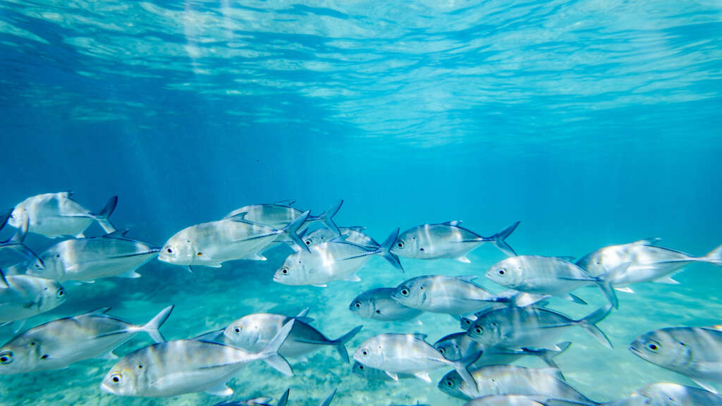 Kleine Gruppe silberner Fische schwimmt durch klares, blaues Wasser.